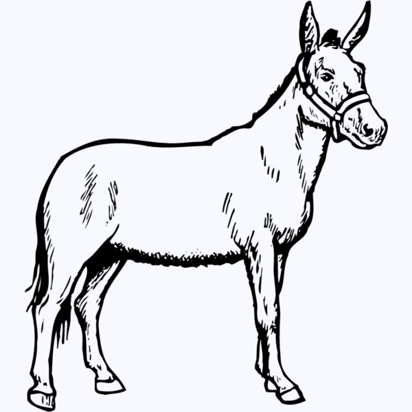 BURRO002 Thumbnail