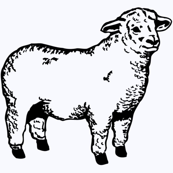 SHEEP003 Thumbnail