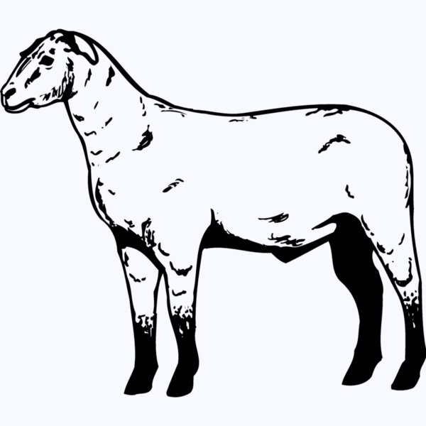 SHEEP009 Thumbnail