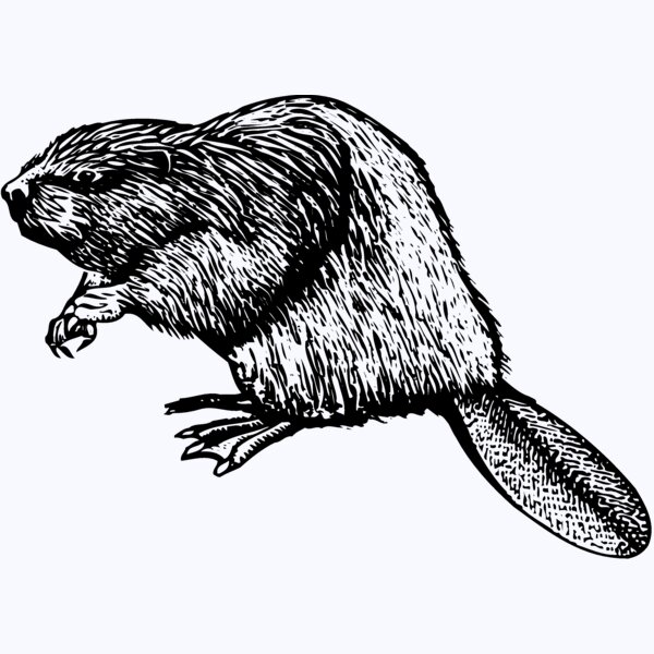 BEAVER01 Thumbnail