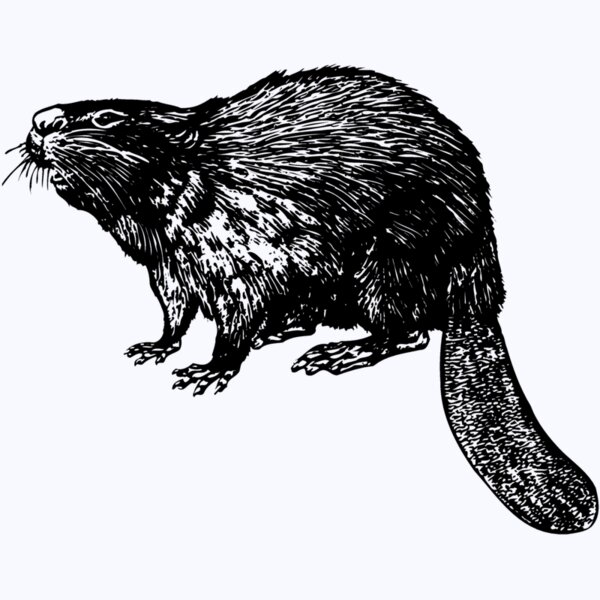 BEAVER02 Thumbnail