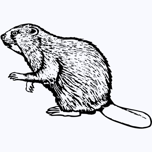 BEAVER03 Thumbnail