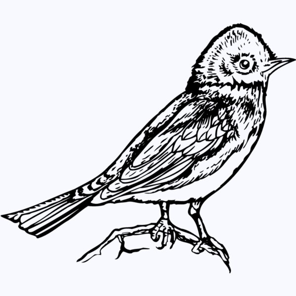BIRD006 Thumbnail