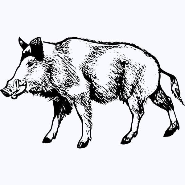 BOAR0001 Thumbnail