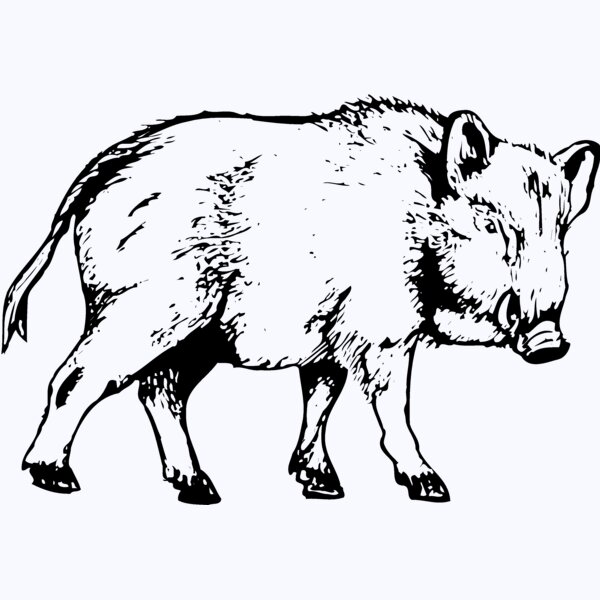 BOAR0003 Thumbnail