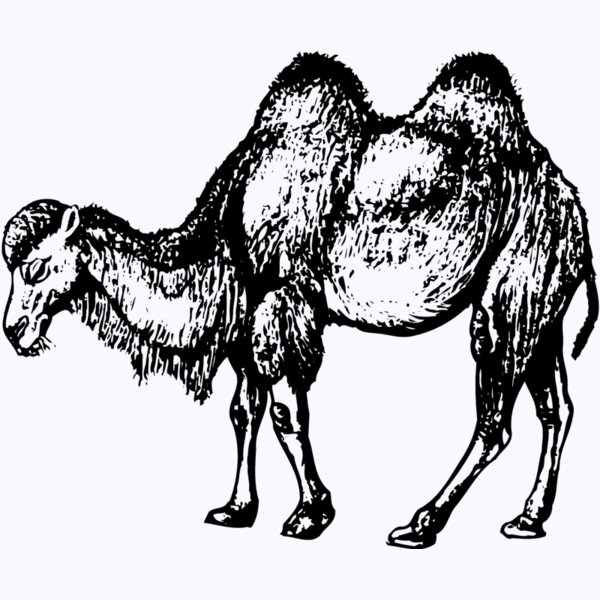 CAMEL002 Thumbnail