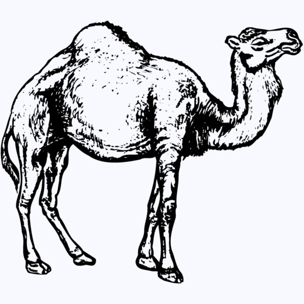 CAMEL004 Thumbnail