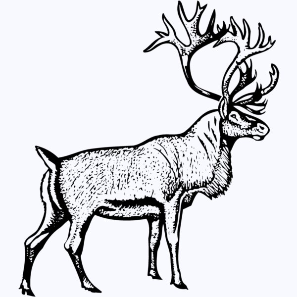 DEER030 Thumbnail
