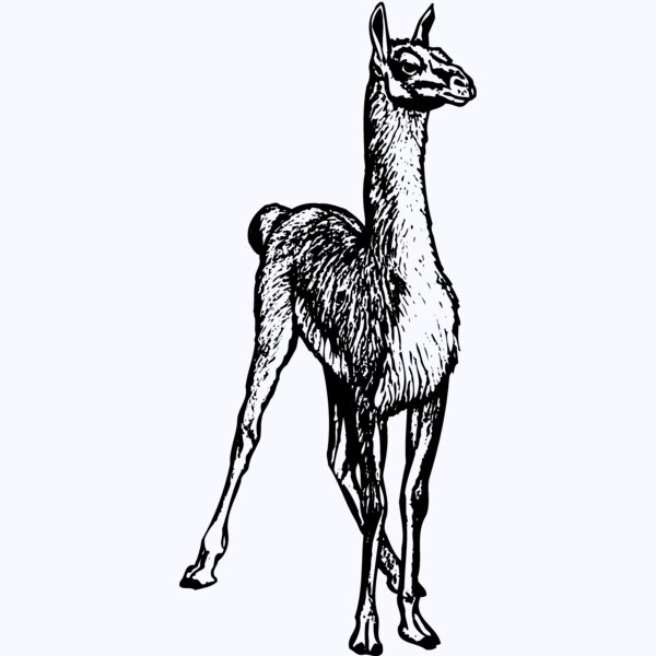 LLAMA001 Thumbnail