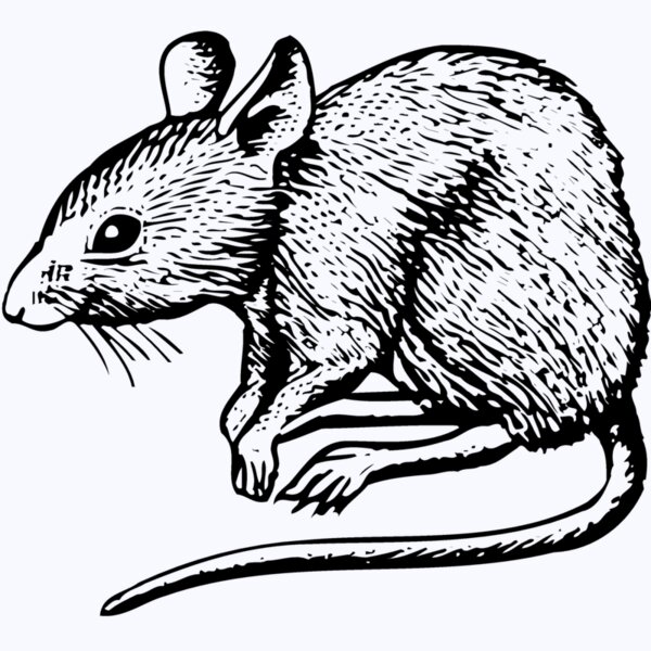 MOUSE001 Thumbnail
