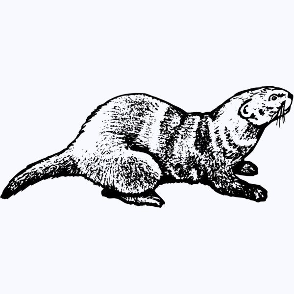 OTTER001 Thumbnail