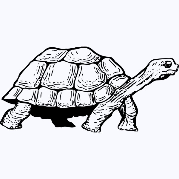 TURTLE01 Thumbnail