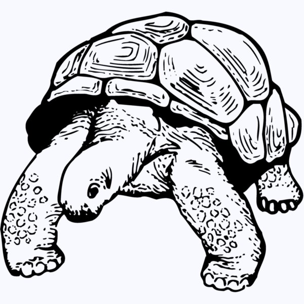 TURTLE02 Thumbnail