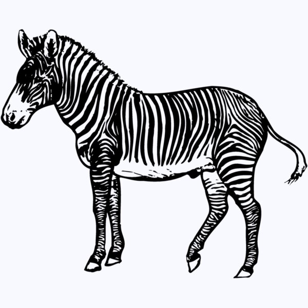 ZEBRA003 Thumbnail